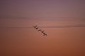 Silhouettes of wild swans flying in the colorful sky at sunset. Cygnus birds on the sky