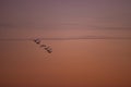 Silhouettes of wild swans flying in the colorful sky at sunset. Cygnus birds on the sky