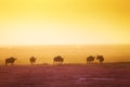 The silhouettes of wildebeests over sunset savanna