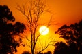 Tree Silhouette at Sunset Royalty Free Stock Photo