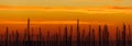 Silhouettes of yacht masts, orange sunrise in a port