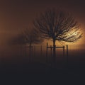 Silhouettes of young trees in the fog at night