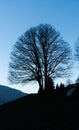 Silhouettet of a lone leafless tree under a blue sky in a mountain landscape