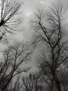 Silhouetts of the brunches and  twigs in the grey sky Royalty Free Stock Photo