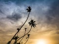 Silhouettte of high coconut palms on the tropical island against sunset evening sky Royalty Free Stock Photo