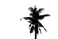 Silhoulette of palm tree Royalty Free Stock Photo
