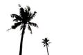 Silhoulette of palm trees Royalty Free Stock Photo