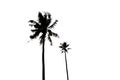 Silhoulette of palm trees Royalty Free Stock Photo