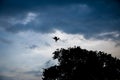 Silhoute of a brown pelican landing on a tree - Panama City, Panama Royalty Free Stock Photo