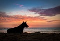 Silhoutte of a dog at sunset on a beach Royalty Free Stock Photo