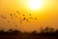 Silhoutte of Flock of birds flying early in the morning on the background of the rising sun