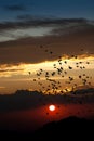 Silhoutte of flock of birds flying on the sunse background