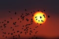 Silhoutte of flock of birds flying on the sunse background