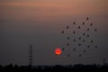 Silhoutte of flock of birds flying on the sunse background