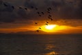 Silhoutte of flock of birds flying on the sunse background