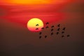 Silhoutte of flock of birds flying on the sunse background