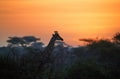 Silhoutte of Giraffe in a vibrant early morning african landscape at the foot of a volcano Kilimanjaro, Amboseli national park,
