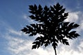 Silhoutte of papaya leaves Royalty Free Stock Photo