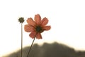 Silhoutte of a pink aster flower