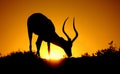 Silhoutte portrail of mature male Impala Ram