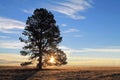 Silhoutte of a Single Tall Tree at Sunrise