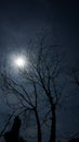 Silhouette of a tree branch with a background of sunlight and a rather dark sky in summer