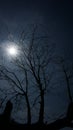 Silhouette of a tree branch with a background of sunlight and a rather dark sky in summer