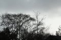 Silhoutted Tree branches against Grey Skies