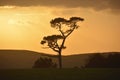 Silhoutted Tree