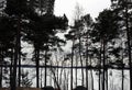 Silhouttes of Trees during the Winter Season in Finland