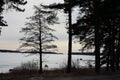 Tree Silhouttes and Sunset during Winter in Finland