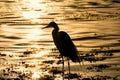 Silhuette of a Heron ay Sunset Royalty Free Stock Photo