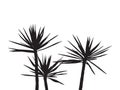 Silhuette Palm on the white background