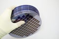 Silicon wafers of different colors in the range are in the gloved hand Royalty Free Stock Photo
