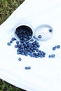 Silicone cup with fresh blueberries. Blueberry antioxidant