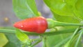 Siling Labuyo Chili Pepper (Capsicum frutescens) in Dinalupihan, Philippines Royalty Free Stock Photo