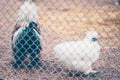 A silk chicken rooster and hen in a coop behind a metallic fence Royalty Free Stock Photo