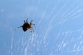 Large spider hanging on a web against the sky