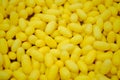 Silk cocoons before privatization Royalty Free Stock Photo