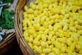 Silk cocoons before privatization Royalty Free Stock Photo