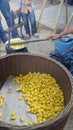 Silk cocoons ready for spinning silk