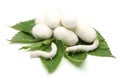 Silk Cocoons with Silk Worm Royalty Free Stock Photo