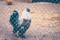 A silk colorful chicken rooster in a coop Royalty Free Stock Photo