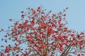 Silk Cotton Bombax ceiba Semal Tree Blooming