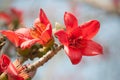 Silk Cotton Flower