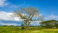 The silk cotton tree in Jamaica