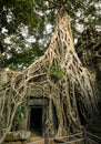 Silk-cotton tree in Ta Phrom temple, Angkor Wat, Siem Reap, Cambodia Royalty Free Stock Photo