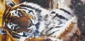 Silk fabric texture. Tiger safari