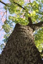 Silk floss tree in the botanical garden in Palermo