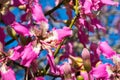 Silk Floss tree Ceiba Speciosa flower